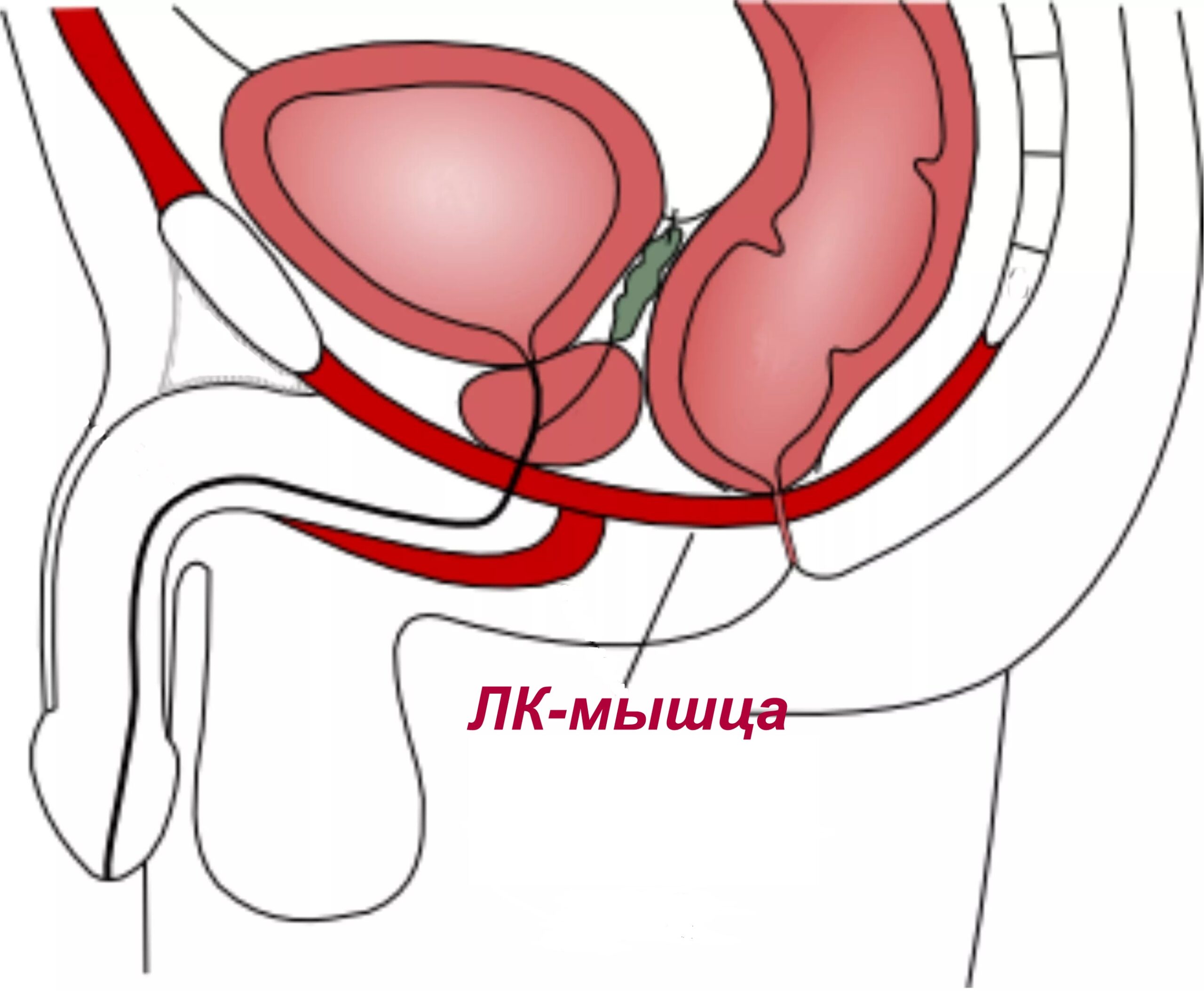 Лобково копчиковая мышца фото