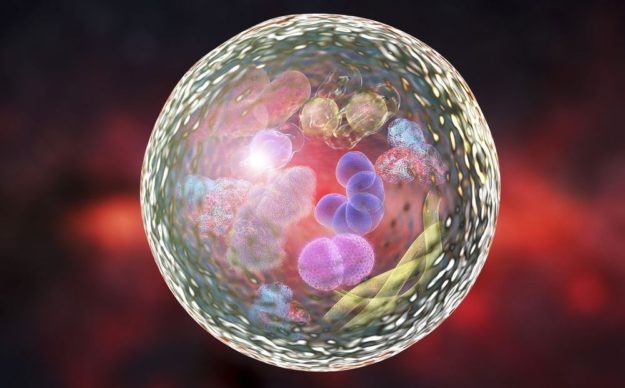 autophagy-and-how-it-aids-longevity2