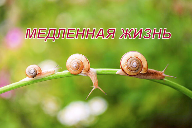 iStock_000033289058_Large-pic4_zoom-1000×1000-60757