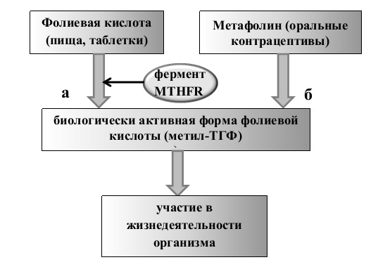 Фолатный цикл схема
