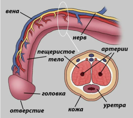 строение пениса