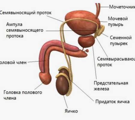 половые органы
