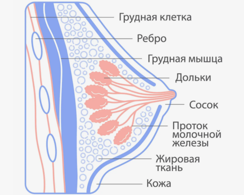 строение мж