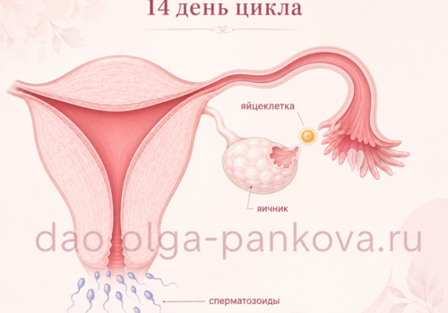 овуляция 1 овуляция 1