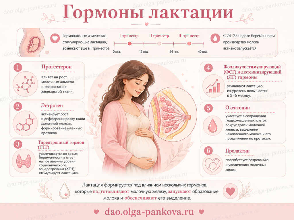 гормоны лактации