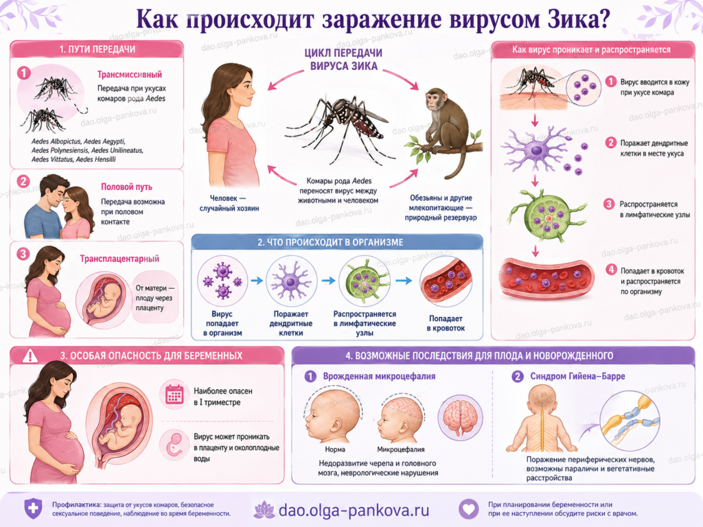 вирус зика