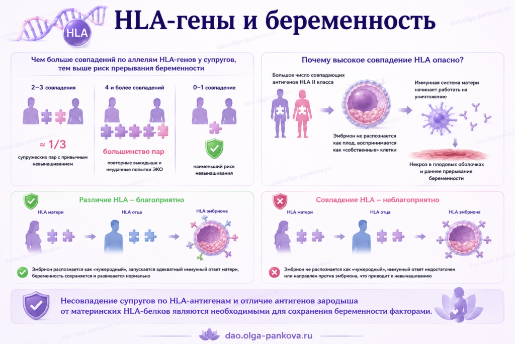 HLA