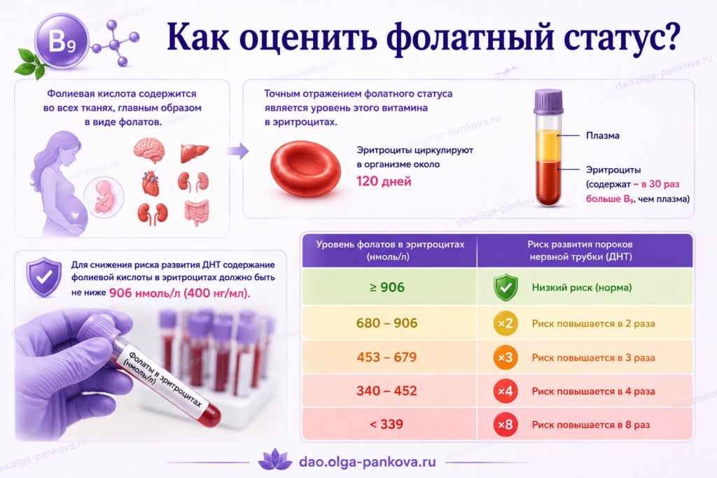 фолиевая кислота статус