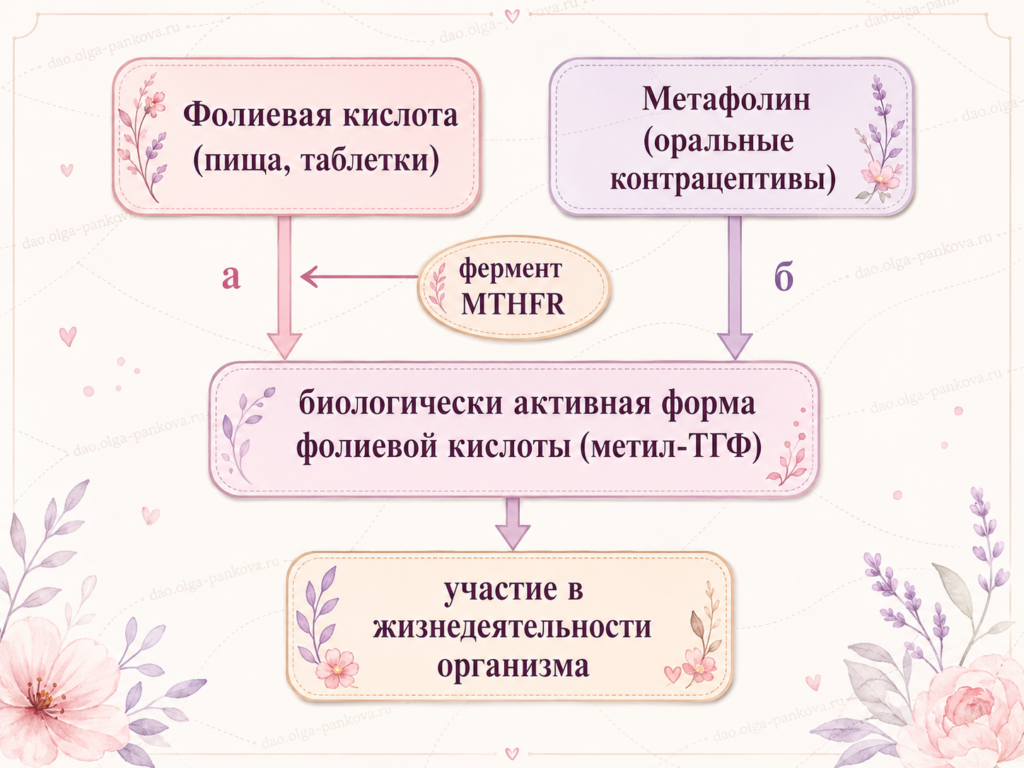 фолатный цикл