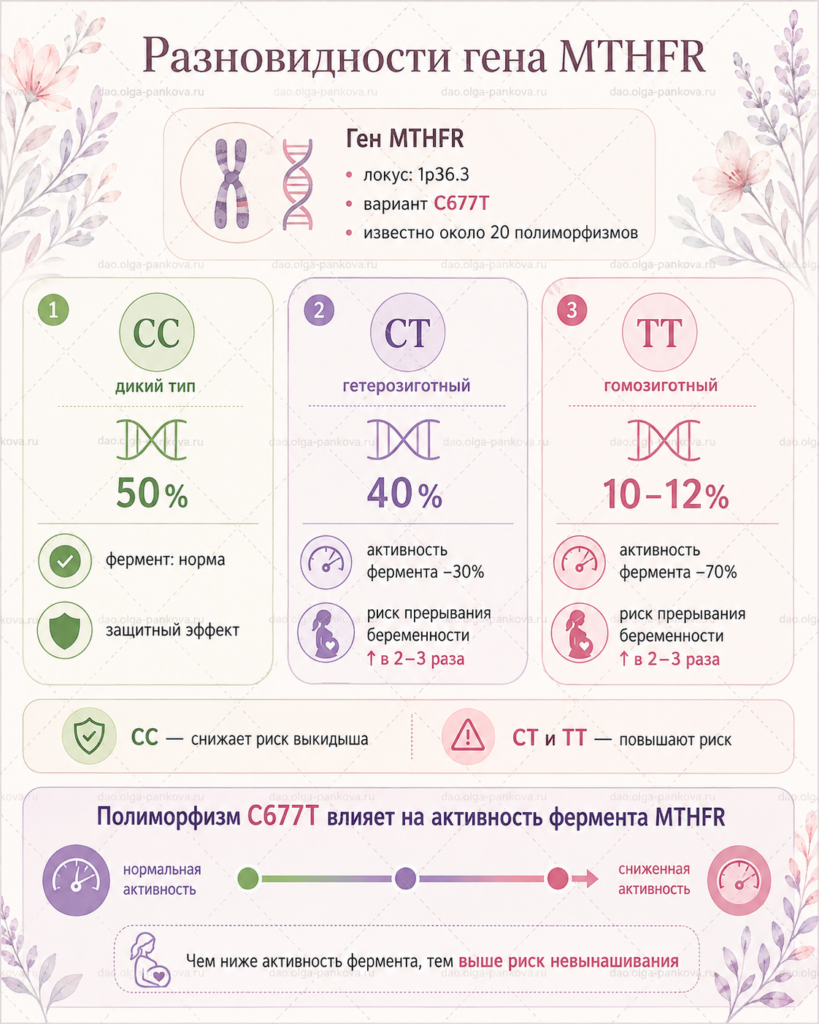 гены фолиевая кислота