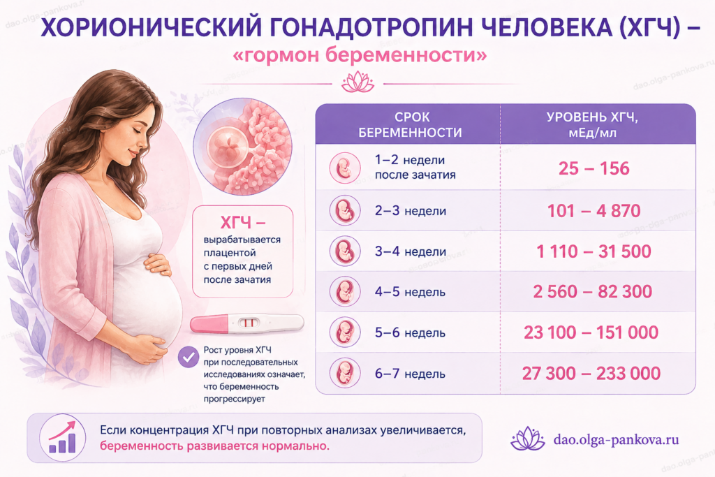 хгч