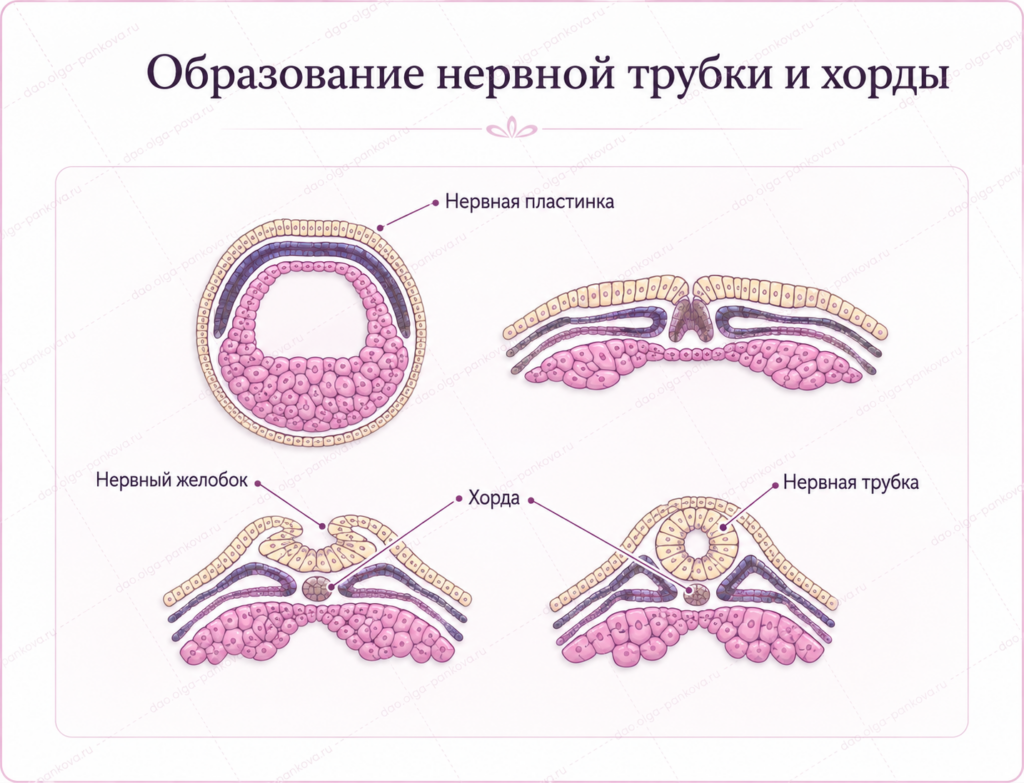 хорда нервная трубка