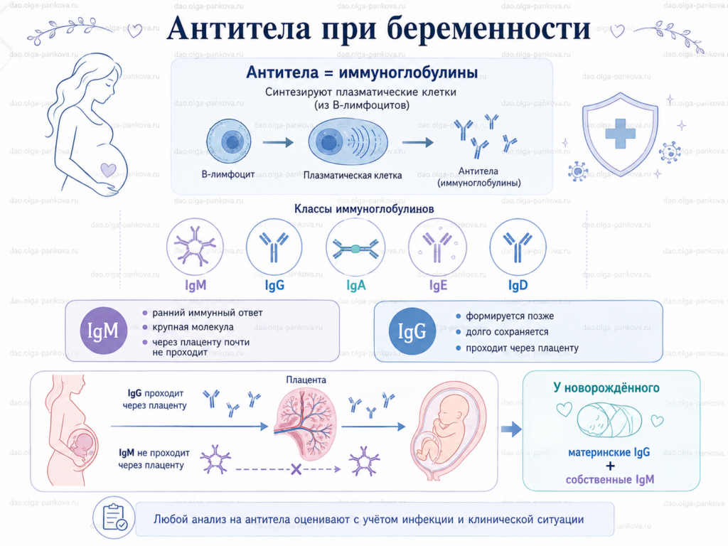 антитела
