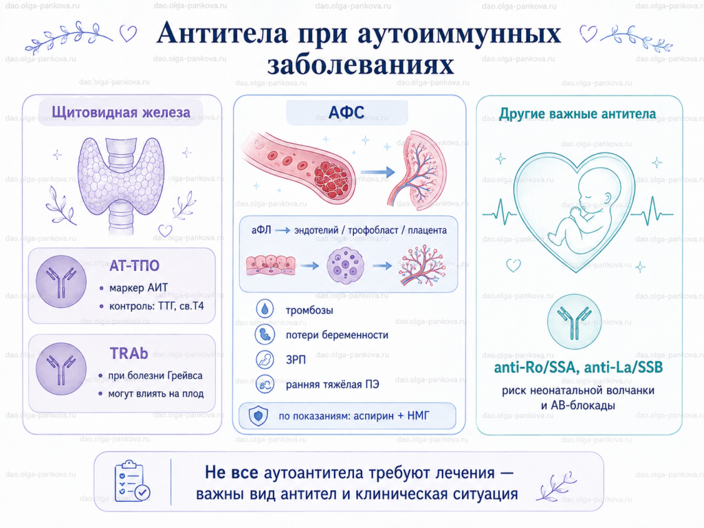 антитела