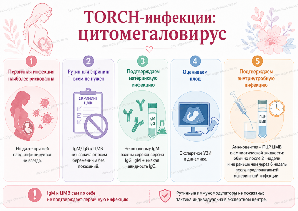 торч цмв